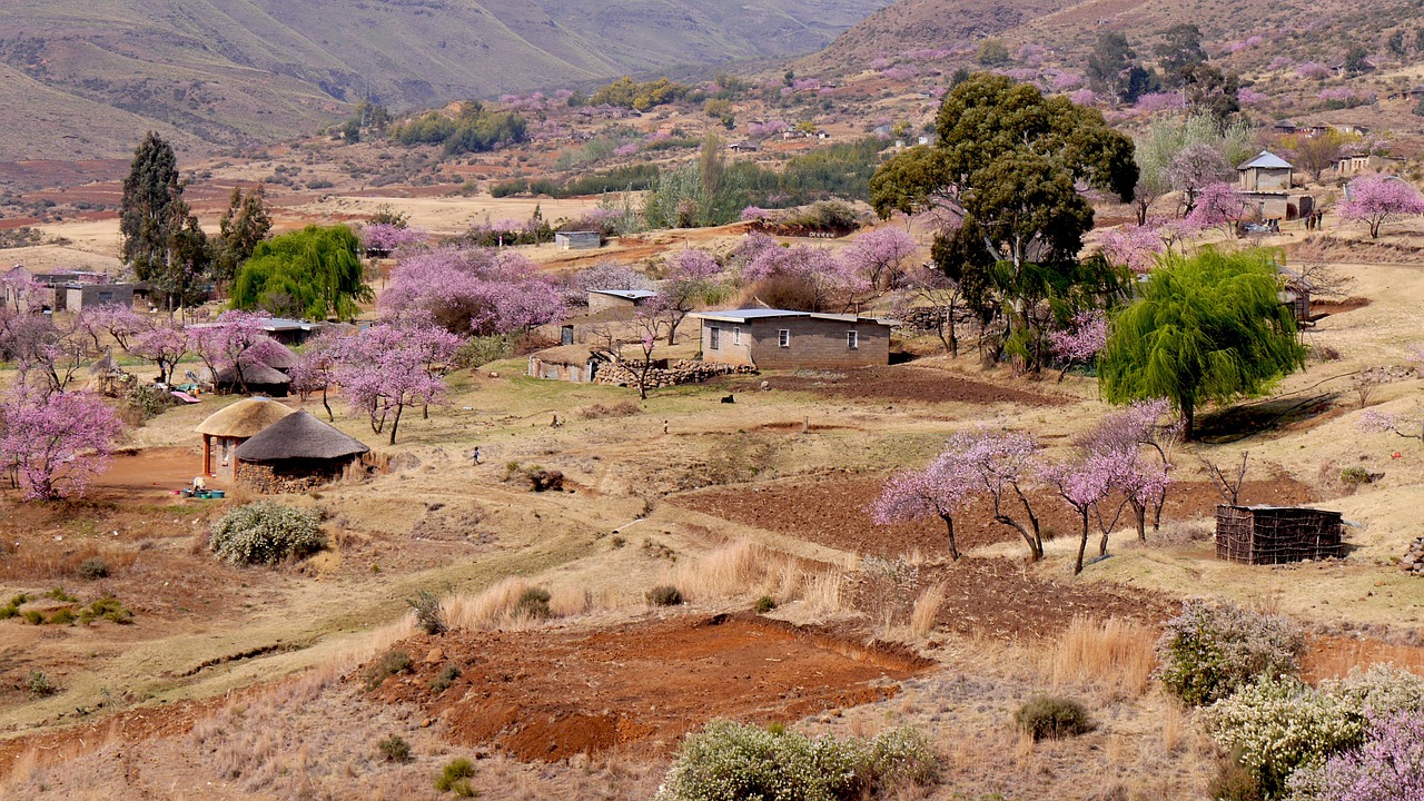 Lesotho, Bergdorf, Persikų Žiedas, Žemdirbystė, Pavasaris, Nemokamos Nuotraukos,  Nemokama Licenzija