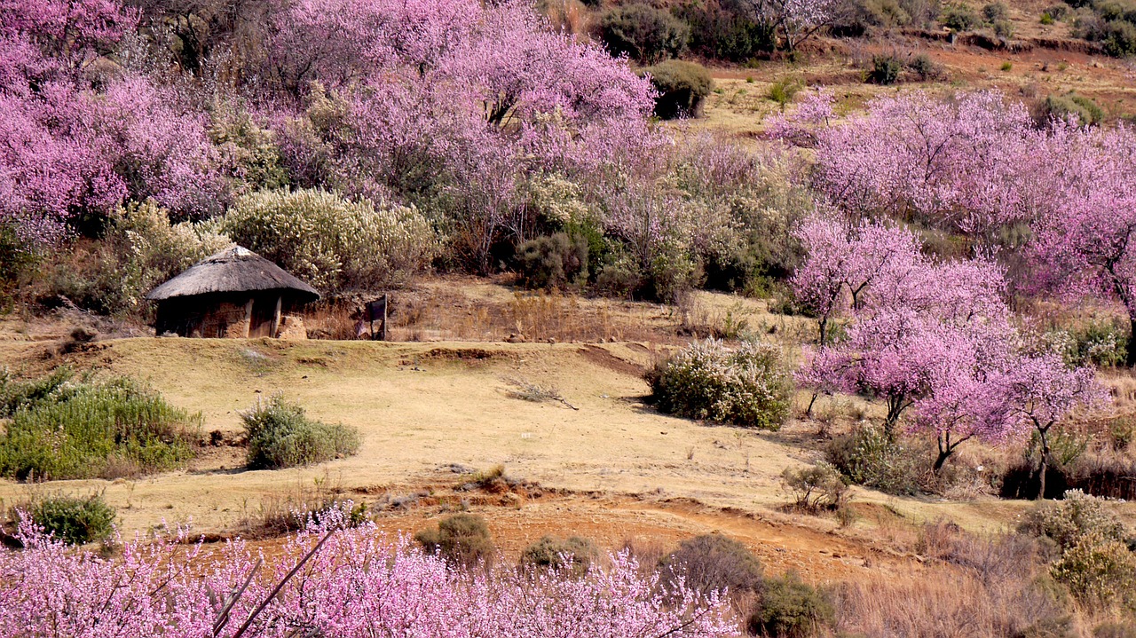 Lesotho, Apvali Namelis, Persikų Žiedas, Pavasaris, Gamta, Gėlės, Nemokamos Nuotraukos,  Nemokama Licenzija