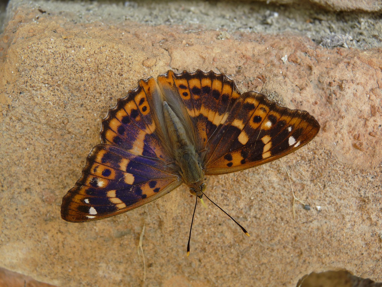 Mažesnis Violetinis Imperatorius, Drugelis, Vabzdys, Nemokamos Nuotraukos,  Nemokama Licenzija