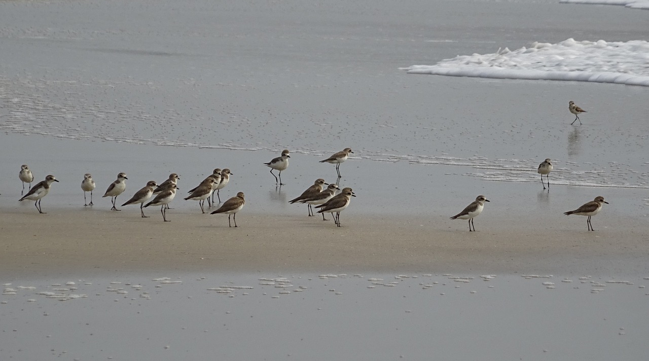 Mažiau Smėlio Plover, Paukštis, Aves, Fauna, Paukštis, Papludimys, Arabų Jūra, Kumta, Indija, Nemokamos Nuotraukos