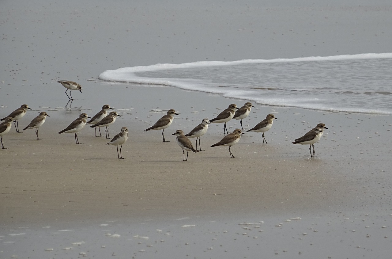 Mažiau Smėlio Plover, Paukštis, Aves, Fauna, Paukštis, Papludimys, Arabų Jūra, Kumta, Indija, Nemokamos Nuotraukos