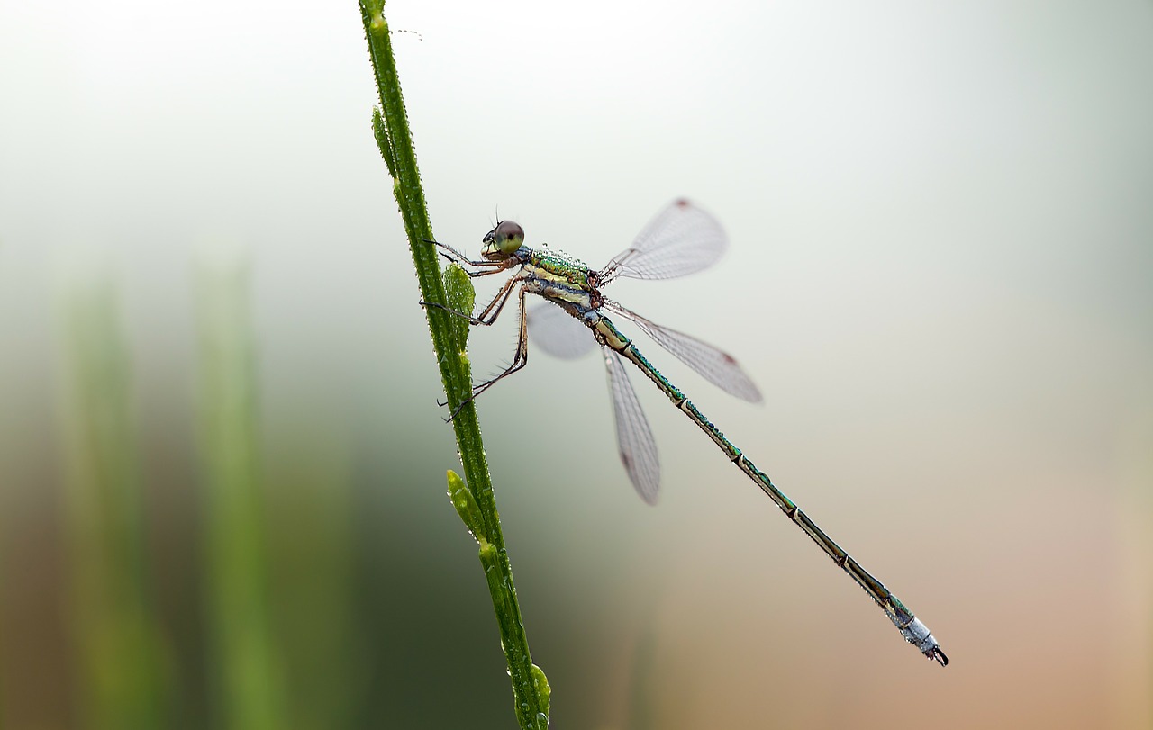 Lestes Virens, Mažas Smaragdas Damselfly, Vyrai, Lazda, Gamta, Vabzdys, Vasara, Gyvūnas, Nemokamos Nuotraukos,  Nemokama Licenzija