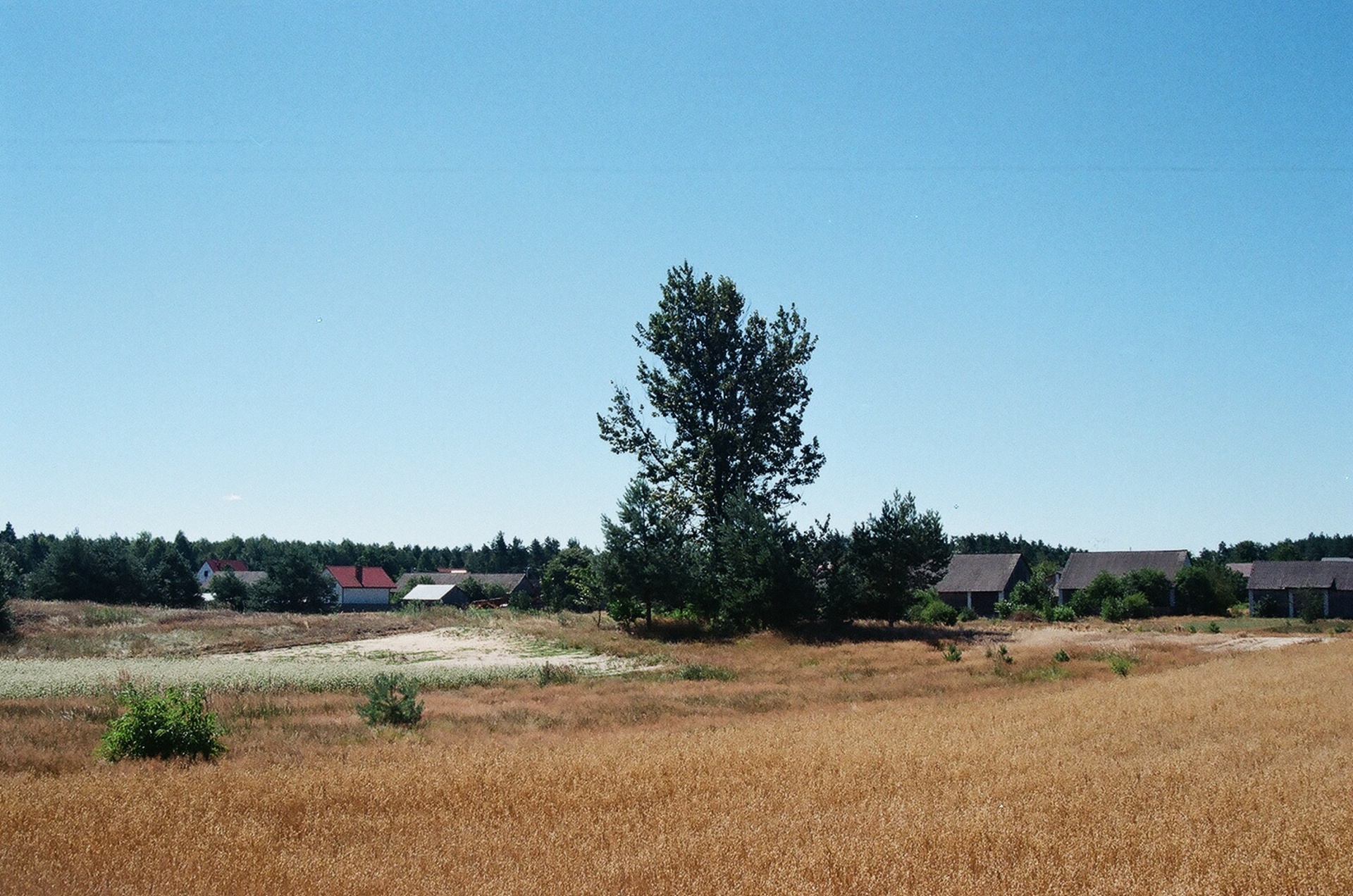 Antonowka & Nbsp,  Kaimas,  Rajonas & Nbsp,  Bilgoraj,  Lublin & Nbsp,  Provincija,  Lenkija,  Vasara & Nbsp,  2016,  Medis