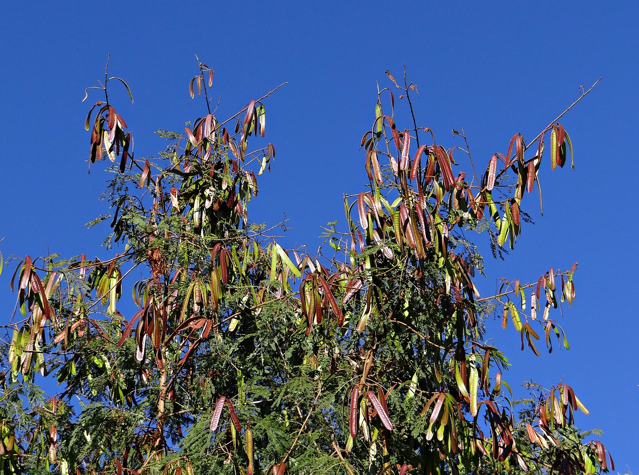 Leucaena Leucocephala, Medis, Subabool, Sėklų Ankštys, Sadhankeri, Indija, Nemokamos Nuotraukos,  Nemokama Licenzija