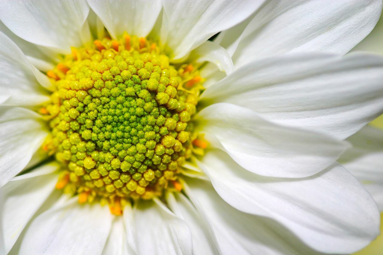 Leucanthemum, Vulgare, Oksėja, Oksiukas, Daisy, Makro, Iš Arti, Žiedlapiai, Žiedadulkės, Vasara