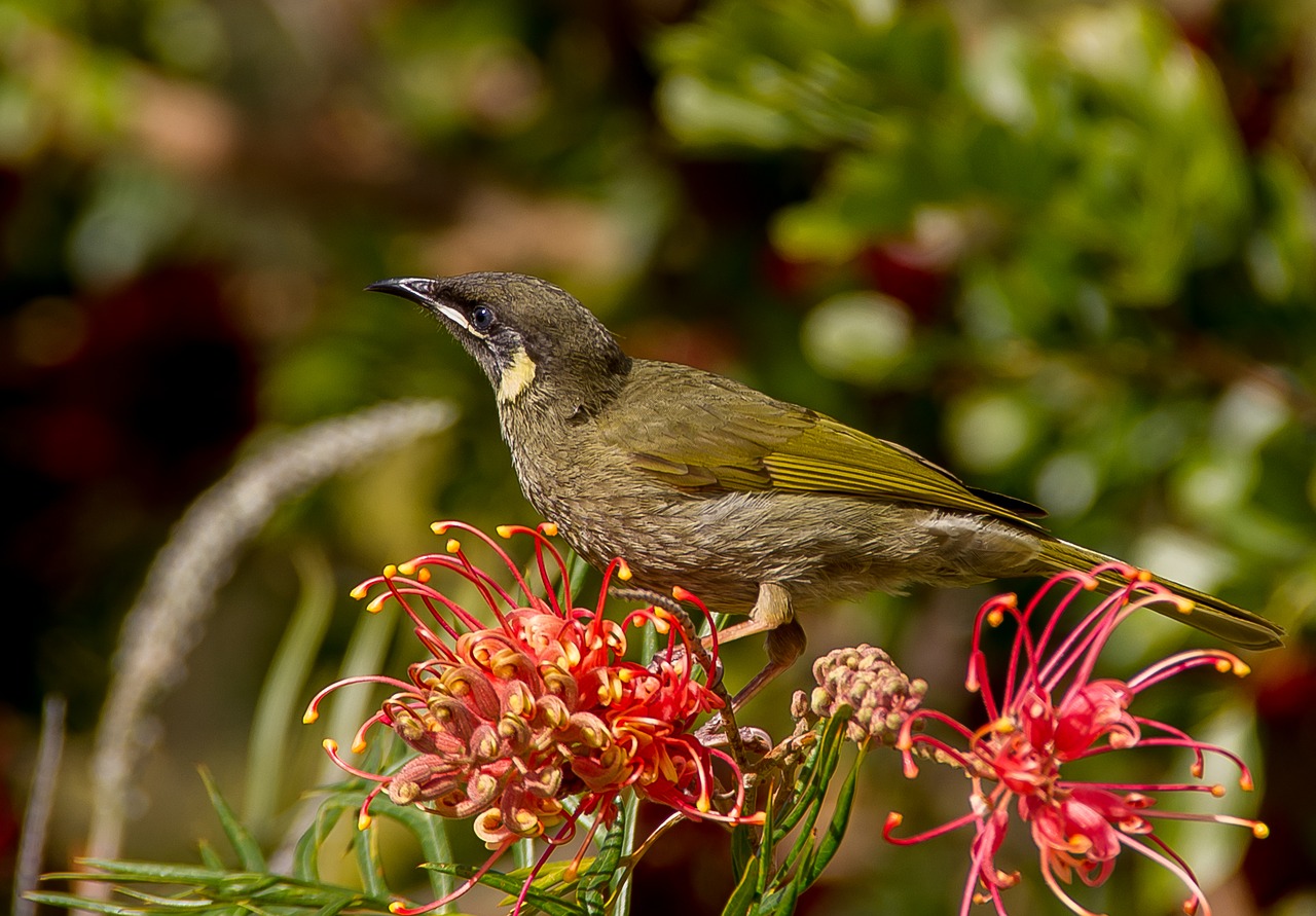 Lewino Medaus Žaislas, Meliphaga Lewinii, Paukštis, Laukiniai, Honeyeater, Maitinimas, Alyvmedžio Žalia, Geltona, Sustingęs, Grevillea