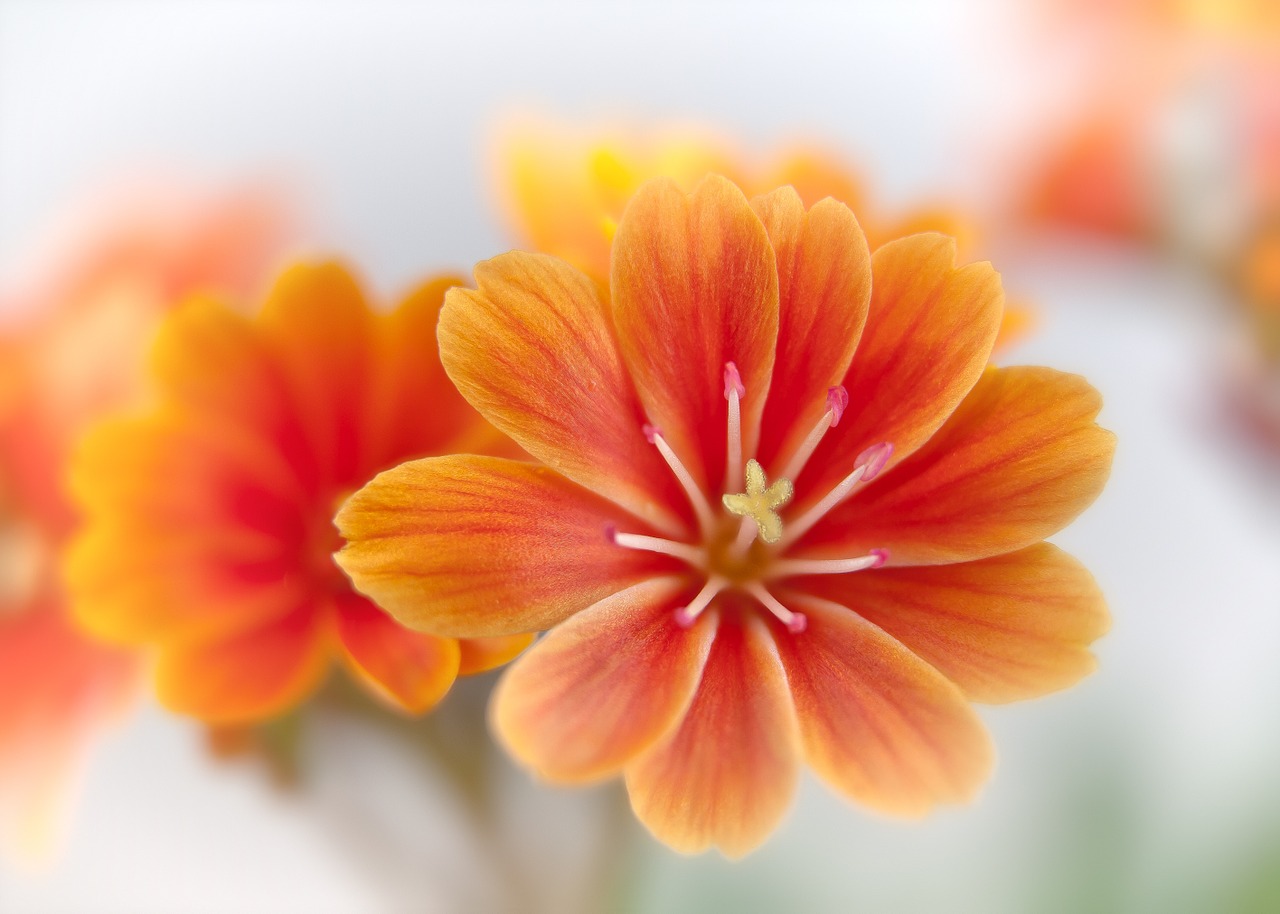 Lewisia, Bitterwurz, Žiedas, Žydėti, Oranžinė, Šviesus, Geltona, Švelnus, Gėlė, Pavasaris