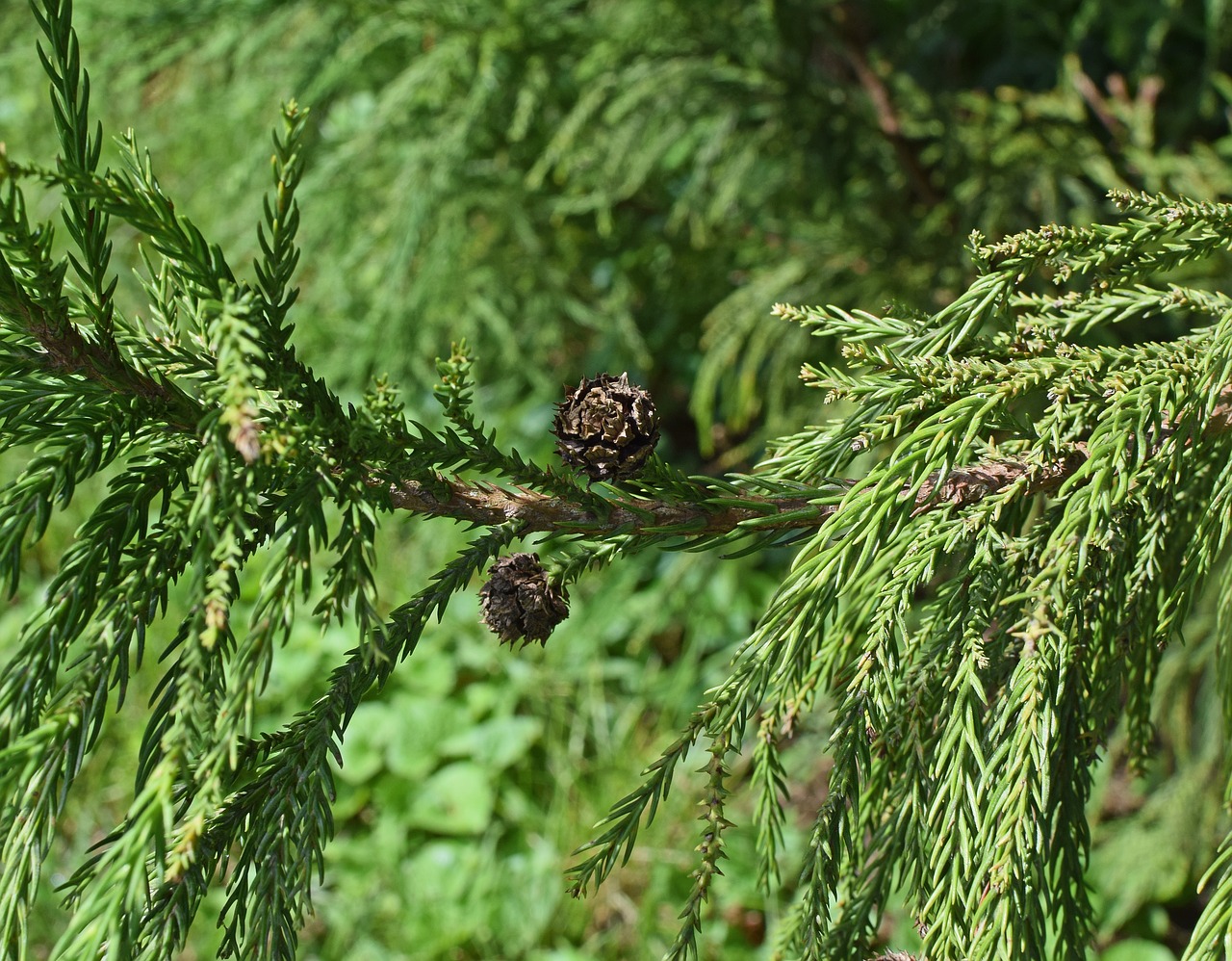 Leyland Cypress, Spurgai, Visžalis, Augalas, Sodas, Gamta, Žalias, Spygliuočių, Eglė, Filialas