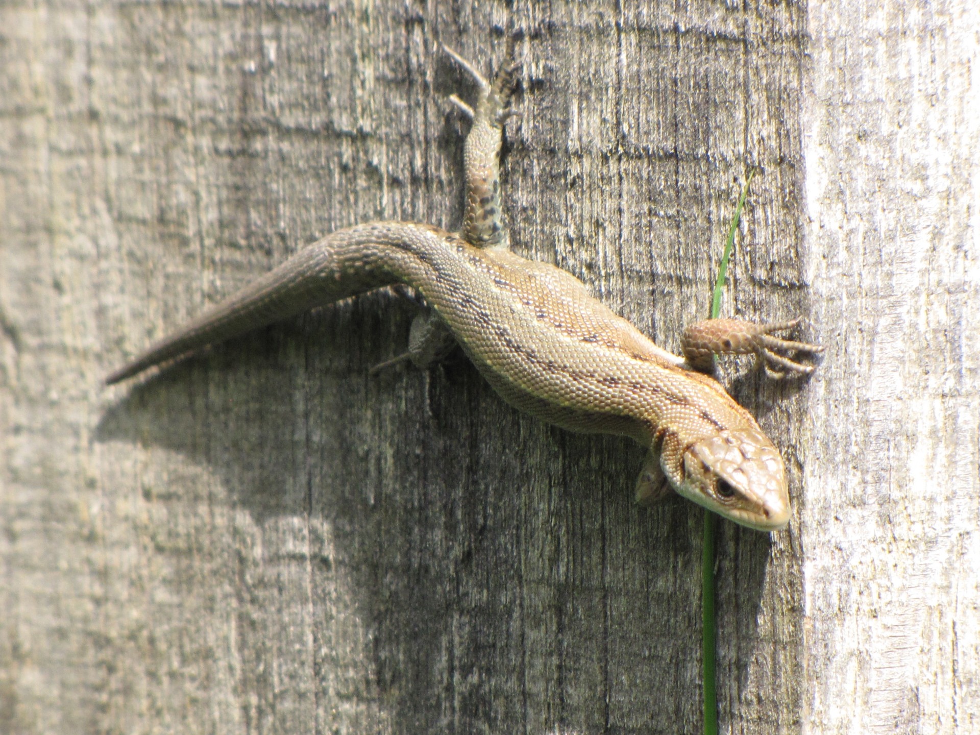 Gyvūnas,  Saurian,  Stuburas,  Driežas,  Gyvūnai,  Podarcis & Nbsp,  Muralis,  Lacertidae,  Sienos Driežas, Nemokamos Nuotraukos