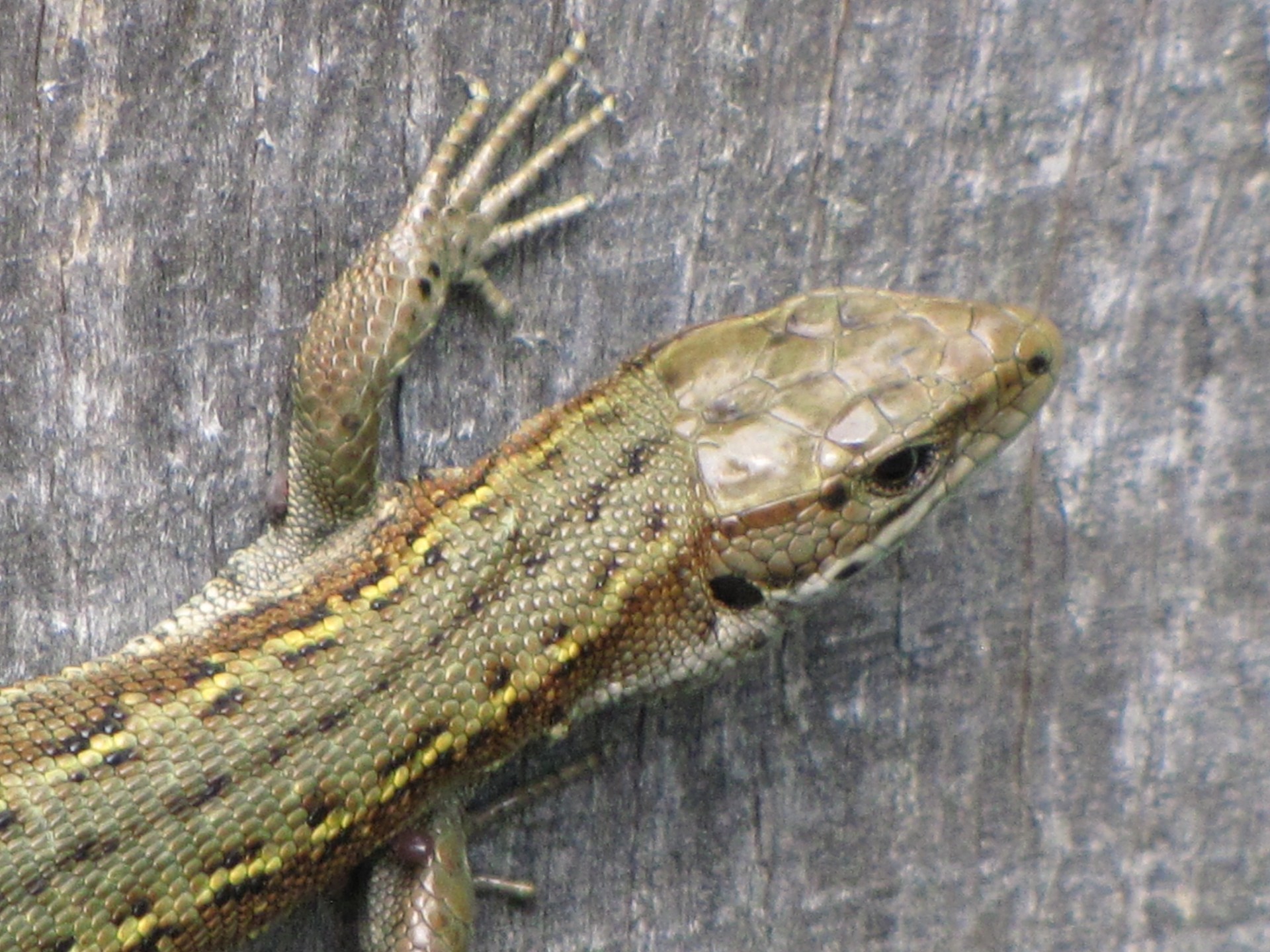 Gyvūnas,  Saurian,  Stuburiniai Gyvūnai,  Driežas,  Gyvūnai,  Podarcis & Nbsp,  Muralis,  Lacertidae,  Sienos Driežas 3, Nemokamos Nuotraukos