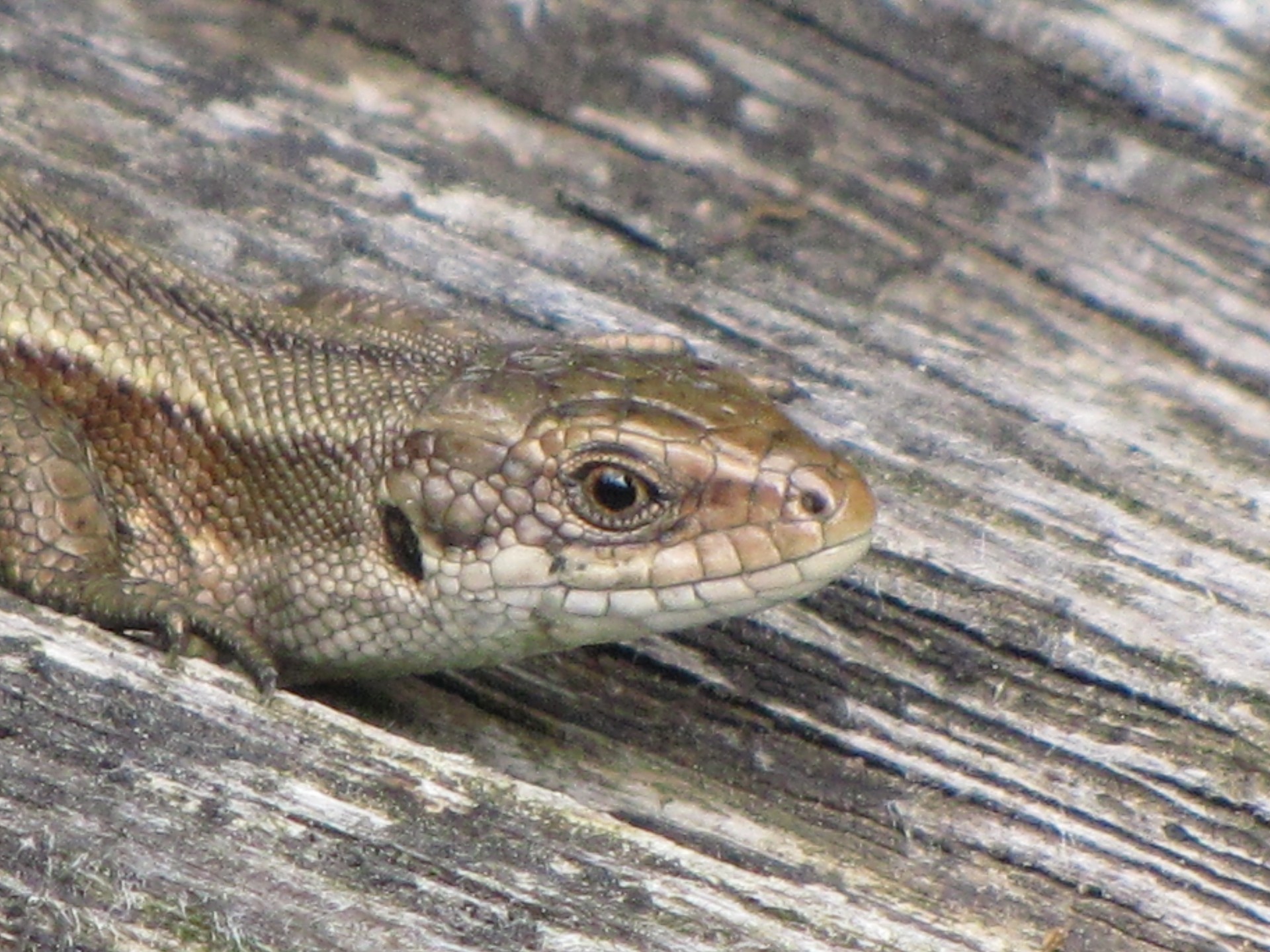 Gyvūnas,  Saurian,  Stuburiniai Gyvūnai,  Driežas,  Gyvūnai,  Podarcis & Nbsp,  Muralis,  Lacertidae,  Sienos Driežas 4, Nemokamos Nuotraukos