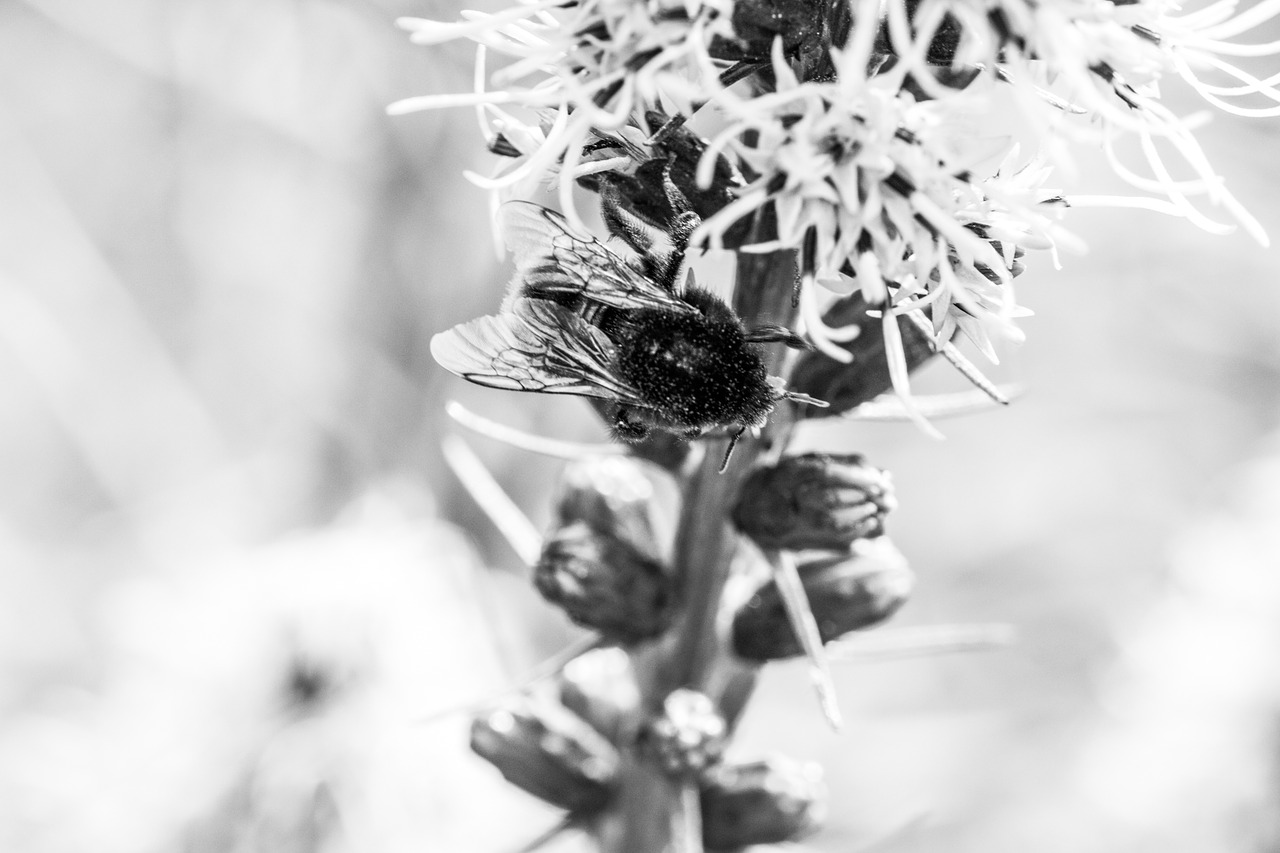 Liatris Spicata, Spindesys, Hummel, Vabzdys, Krūmas, Gėlė, Augalas, Žydėti, Kompozitai, Uždaryti