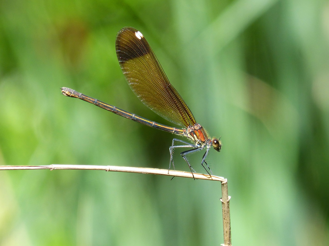 Libelės, Juoda Lazdele, Calopteryx Haemorrhoidalis, Grožis, Vaivorykštinis, Nemokamos Nuotraukos,  Nemokama Licenzija