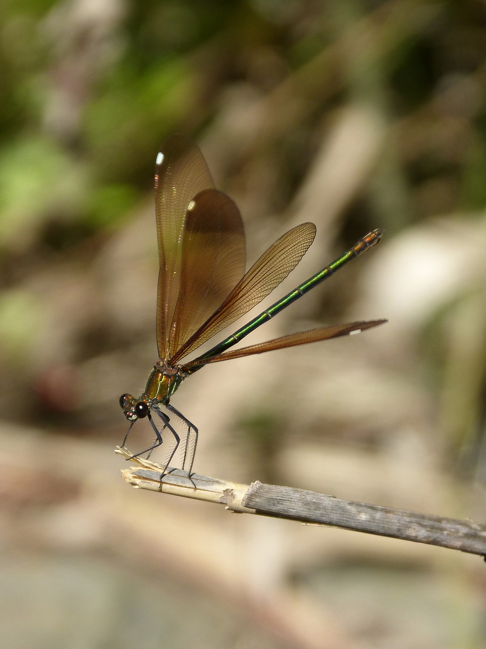 Libelės, Juoda Lazdele, Calopteryx Haemorrhoidalis, Grožis, Vaivorykštinis, Nemokamos Nuotraukos,  Nemokama Licenzija