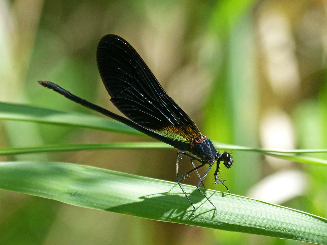 Libelės, Juoda Lazdele, Calopteryx Haemorrhoidalis, Grožis, Vaivorykštinis, Nemokamos Nuotraukos,  Nemokama Licenzija