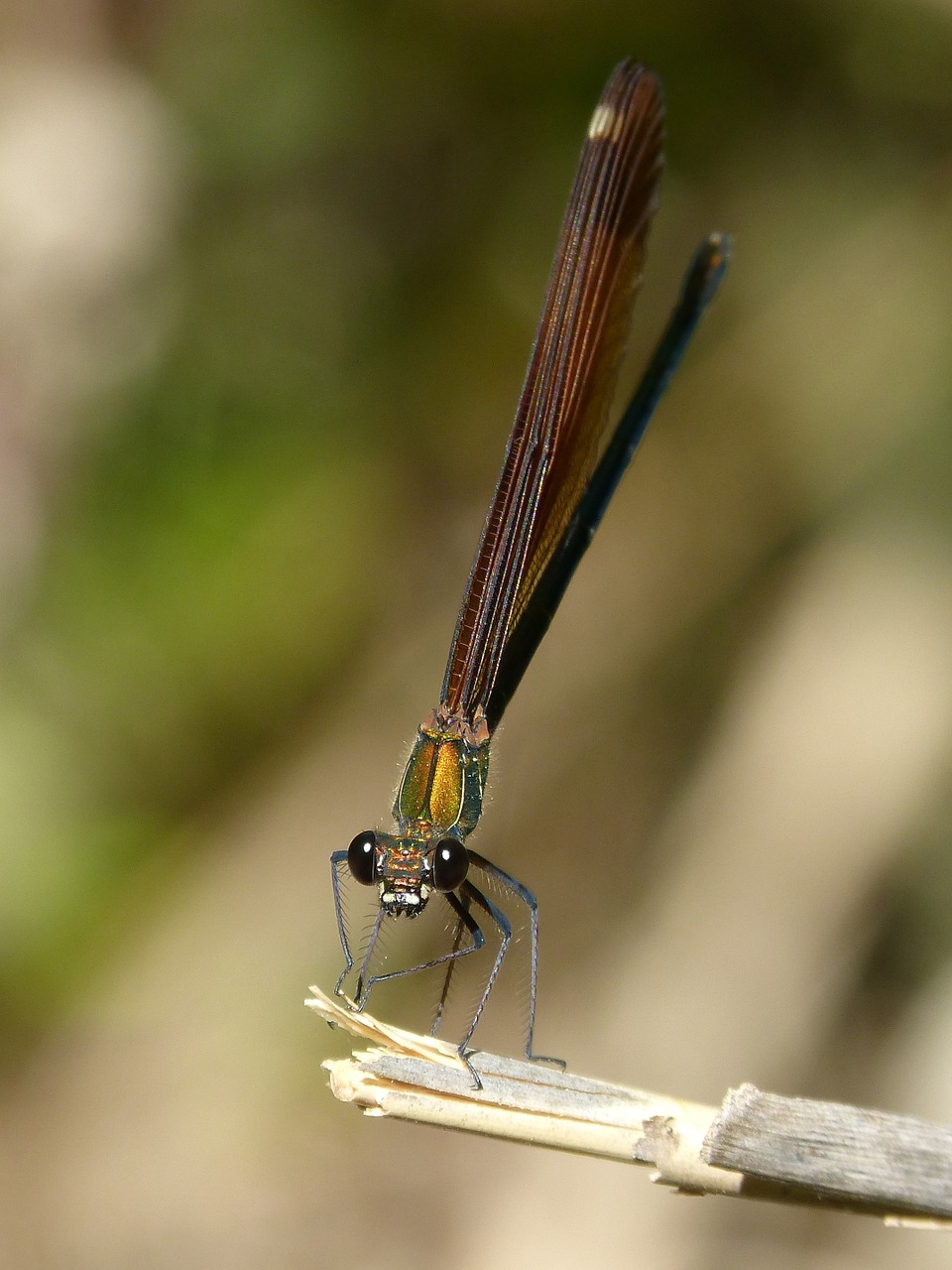 Libelės, Juoda Lazdele, Calopteryx Haemorrhoidalis, Grožis, Vaivorykštinis, Nemokamos Nuotraukos,  Nemokama Licenzija