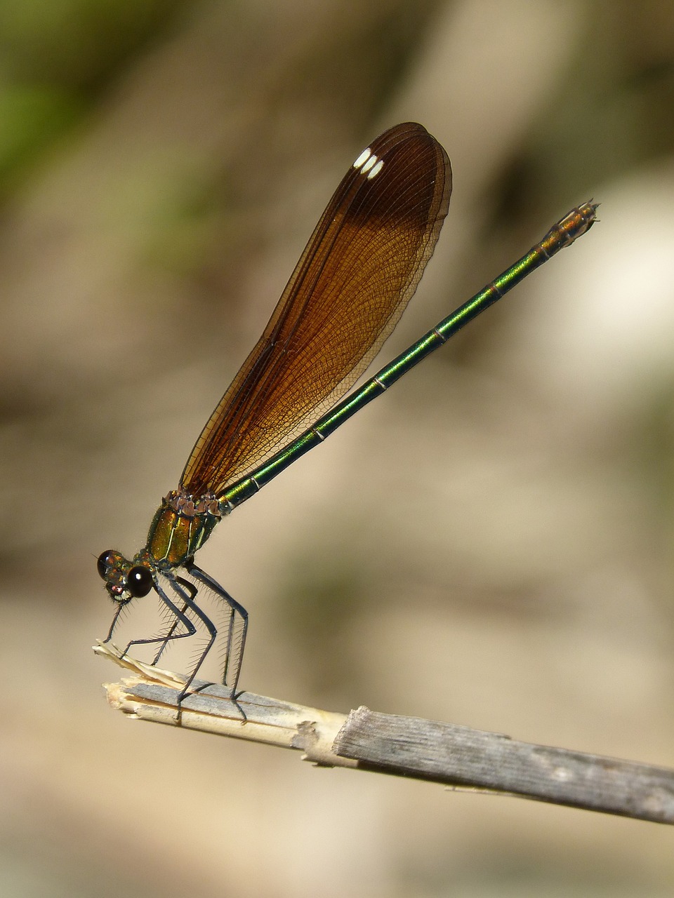 Libelės, Juoda Lazdele, Calopteryx Haemorrhoidalis, Grožis, Vaivorykštinis, Nemokamos Nuotraukos,  Nemokama Licenzija