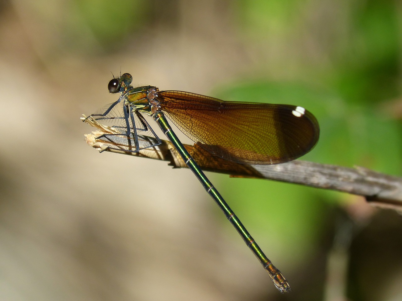 Libelės, Juoda Lazdele, Calopteryx Haemorrhoidalis, Grožis, Vaivorykštinis, Nemokamos Nuotraukos,  Nemokama Licenzija