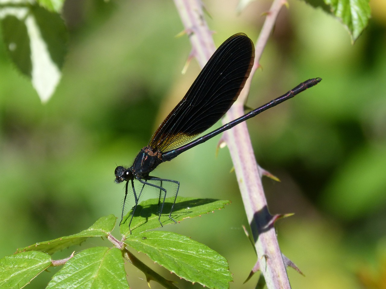 Libelės, Juoda Lazdele, Calopteryx Haemorrhoidalis, Grožis, Vaivorykštinis, Nemokamos Nuotraukos,  Nemokama Licenzija