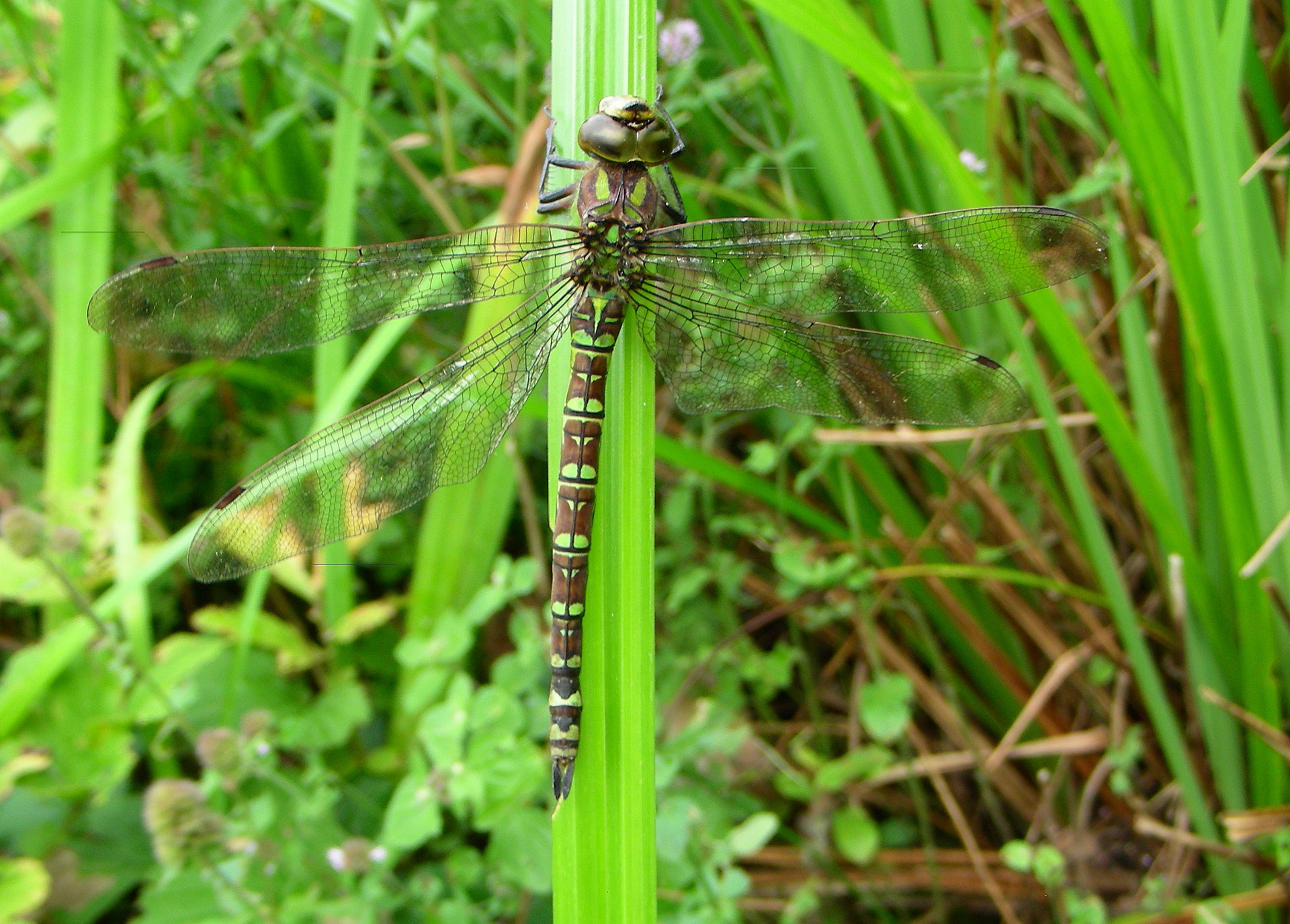 Tvenkinys,  Šlapynes,  Sparnai,  Vanduo,  Tarnaitė,  Žolė,  Medžiotojas,  Odonata,  Laumžirgis, Nemokamos Nuotraukos