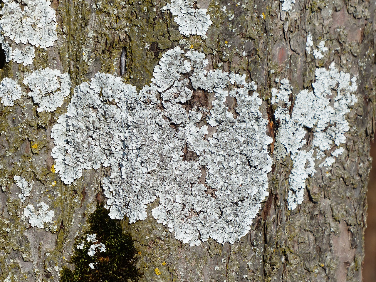 Kerpės, Schuesselflechte, Lapų Juosta, Mėlyna Pilka, Parmelia Sulcata, Phaeophyscia Orbicularis, Laubflechte, Pilka Laubflechte, Pinti Medis, Žievė