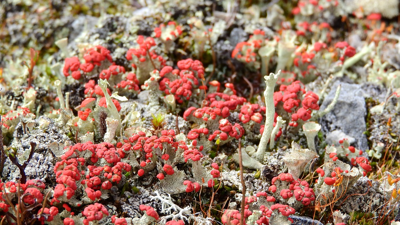 Kerpės, Žemė, Žemė, Tundra, Švedija, Kalnai, Išsamiai, Sånfjället, Nemokamos Nuotraukos,  Nemokama Licenzija