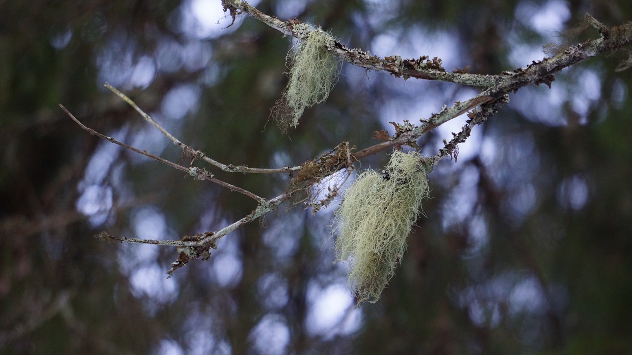 Kerpės, Usnea, Vaistinis Augalas, Grybai, Kerpių Genėjimas, Nemokamos Nuotraukos,  Nemokama Licenzija