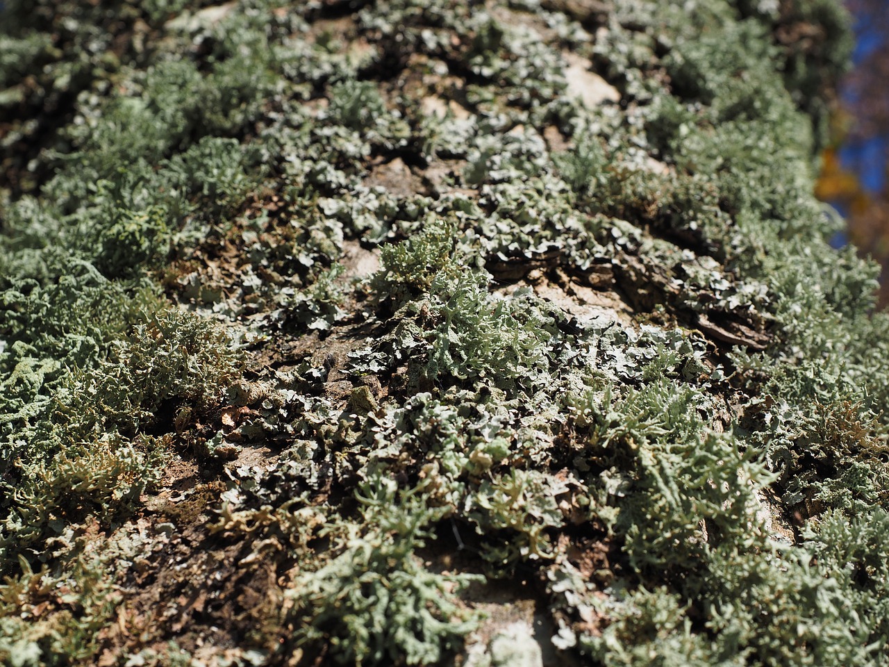 Kerpės,  Medis,  Sorediöse Astflechte,  Ramalina Farinacea,  Pflaumenflechte,  Evernie Prunastri,  Užteršimas,  Samanos, Nemokamos Nuotraukos,  Nemokama Licenzija