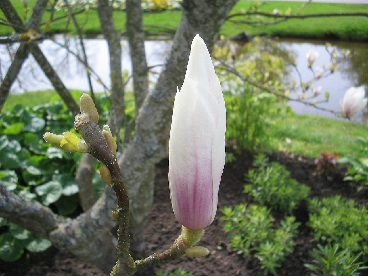 Lidköping, Parkas, Magnolija, Gėlė, Pavasaris, Vanduo, Medis, Spalvos, Nemokamos Nuotraukos,  Nemokama Licenzija