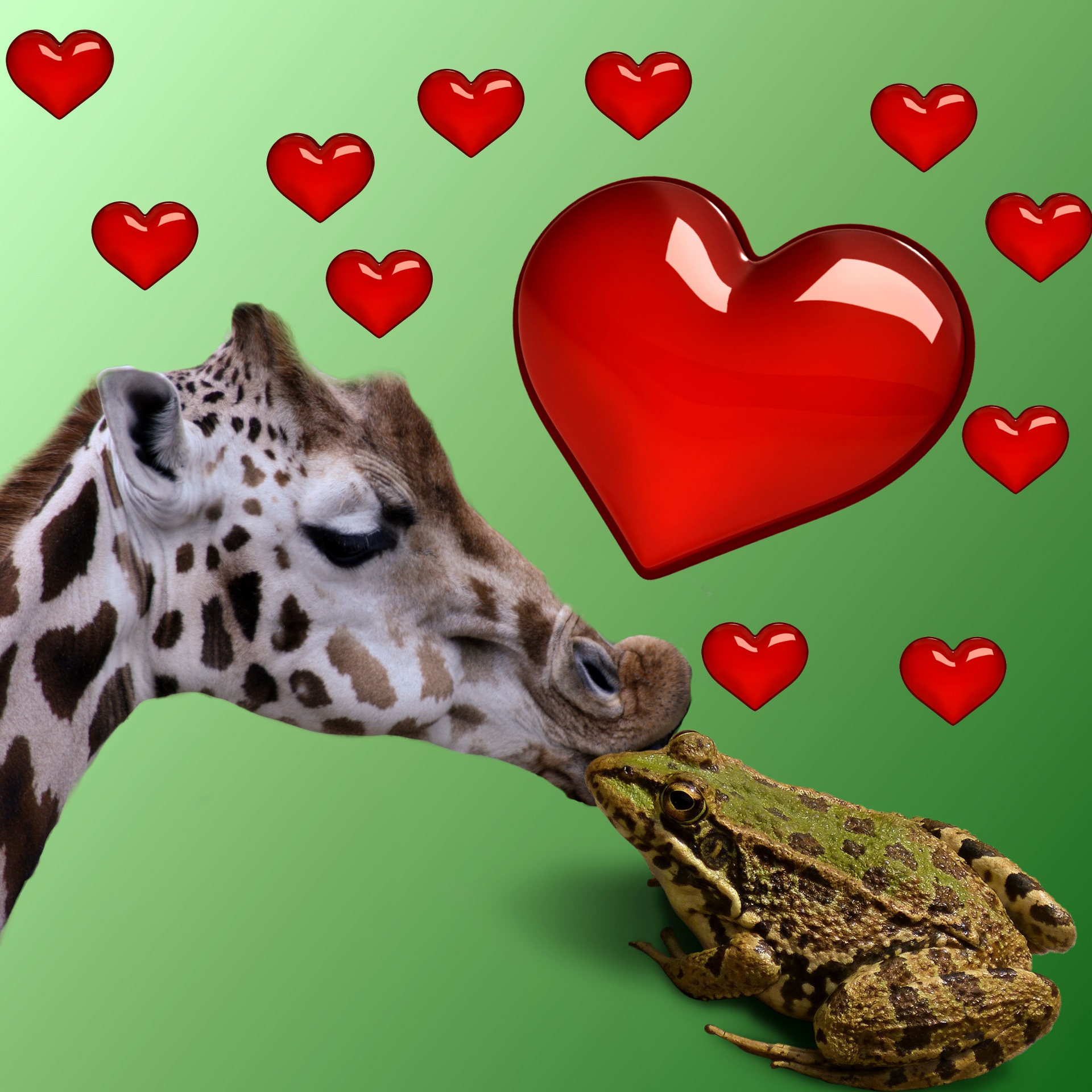 Meilė,  Širdis,  Taika,  Meilė,  Santykiai,  Pasaulis,  Fonas,  Varlė,  Gyvūnas,  Žirafa