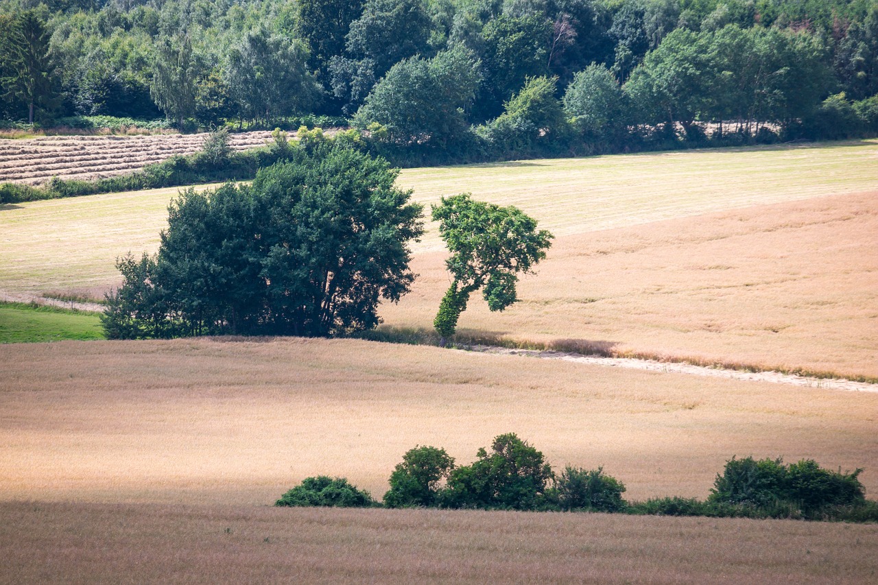 Šviesa, Šešėlis, Medžiai, Laukai, Toli, Šešėlių Žaidimas, Atmosfera, Apšvietimas, Kraštovaizdis, Ispaniškas