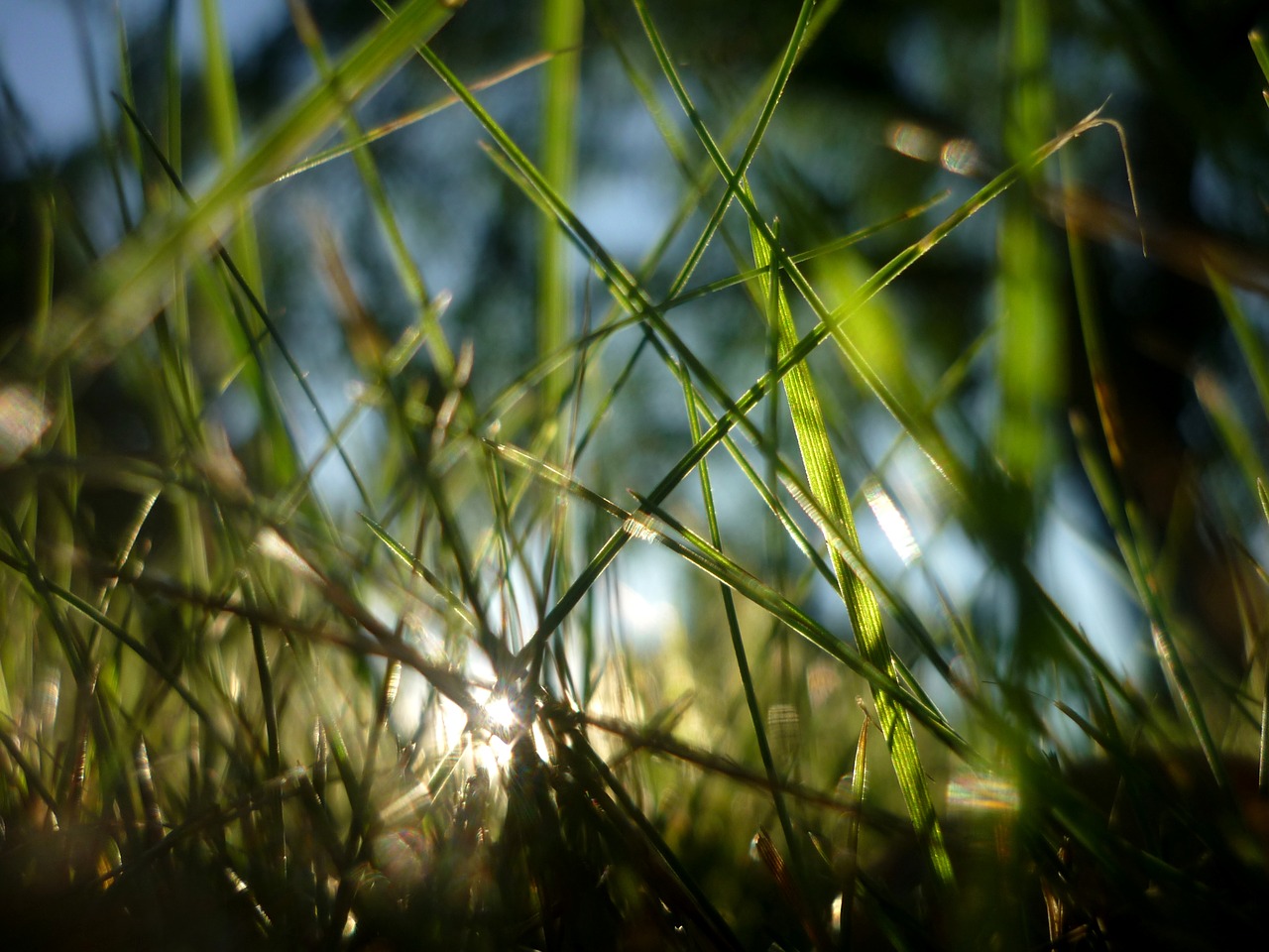 Šviesa, Žalias, Gras, Vasara, Saulė, Sodas, Gamta, Nemokamos Nuotraukos,  Nemokama Licenzija