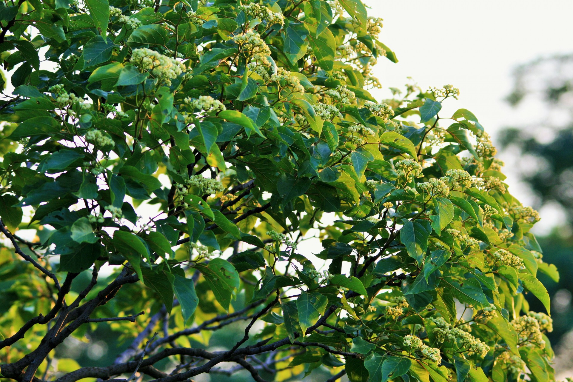 Medis,  Japanese & Nbsp,  Raisin,  Lapija,  Gėlės,  Saulės Šviesa,  Šviesos Japonų Razinų, Nemokamos Nuotraukos,  Nemokama Licenzija