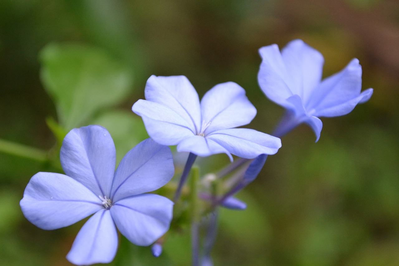 Šviesios Violetinės Gėlės, Gėlė, Šviesiai Mėlynas, Lelijos, Mažos Gėlės, Gėlių Puokštė, Šri Lanka, Gamta, Tiesa, Nemokamos Nuotraukos