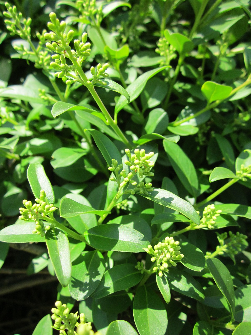 Ligustrum Vulgare,  Laukinis Privet,  Europietis Privet,  Bendras Privet,  Krūmas,  Krūmas,  Žiedynas,  Pumpurai,  Flora,  Botanika