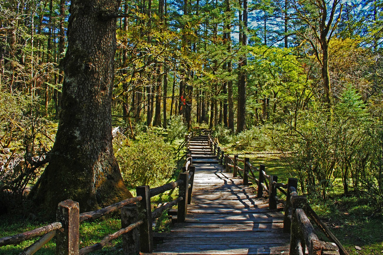 Lijiang, Jade Drakonas Sniego Kalnas, Eglės Plynaukštė, Nemokamos Nuotraukos,  Nemokama Licenzija