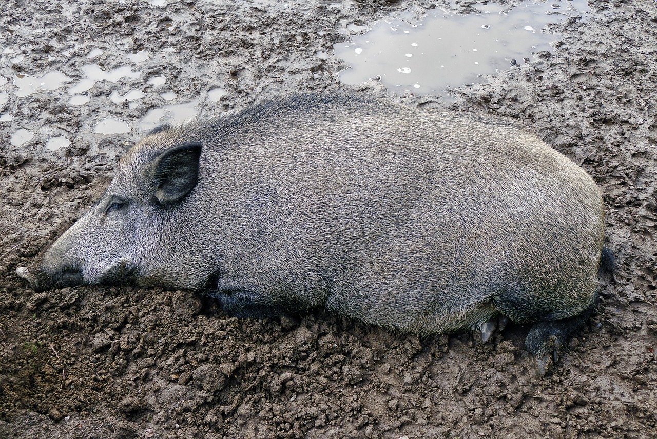 Kaip Kiaulė Sūris, Šernas, Grižti, Purvas, Palaima, Laukinio Gyvenimo Parkas, Zoologijos Sodas, Gaubtas, Laukinės Gamtos Fotografija, Žinduolis