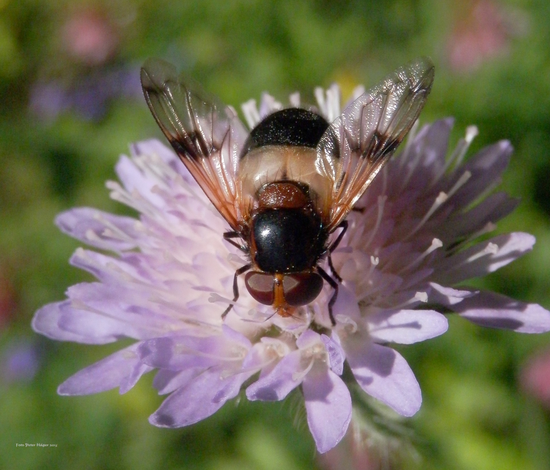 Gėlė,  Skristi,  Violetinė Gėlė Su Hoverfly, Nemokamos Nuotraukos,  Nemokama Licenzija