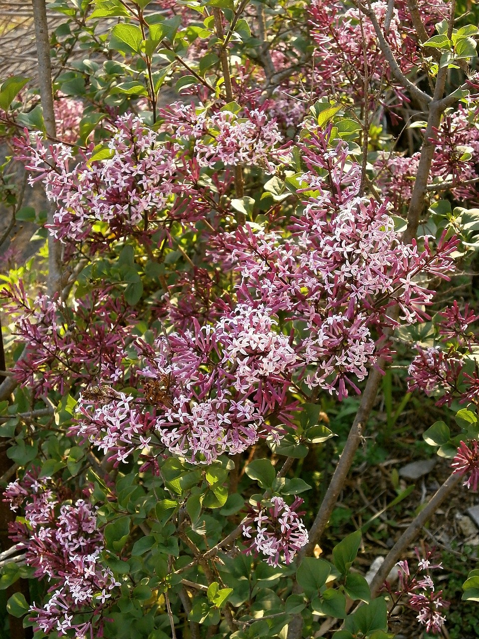 Alyva, Purpurinės Gėlės, Violetinė, Oleaceae, Krūmas, Nemokamos Nuotraukos,  Nemokama Licenzija