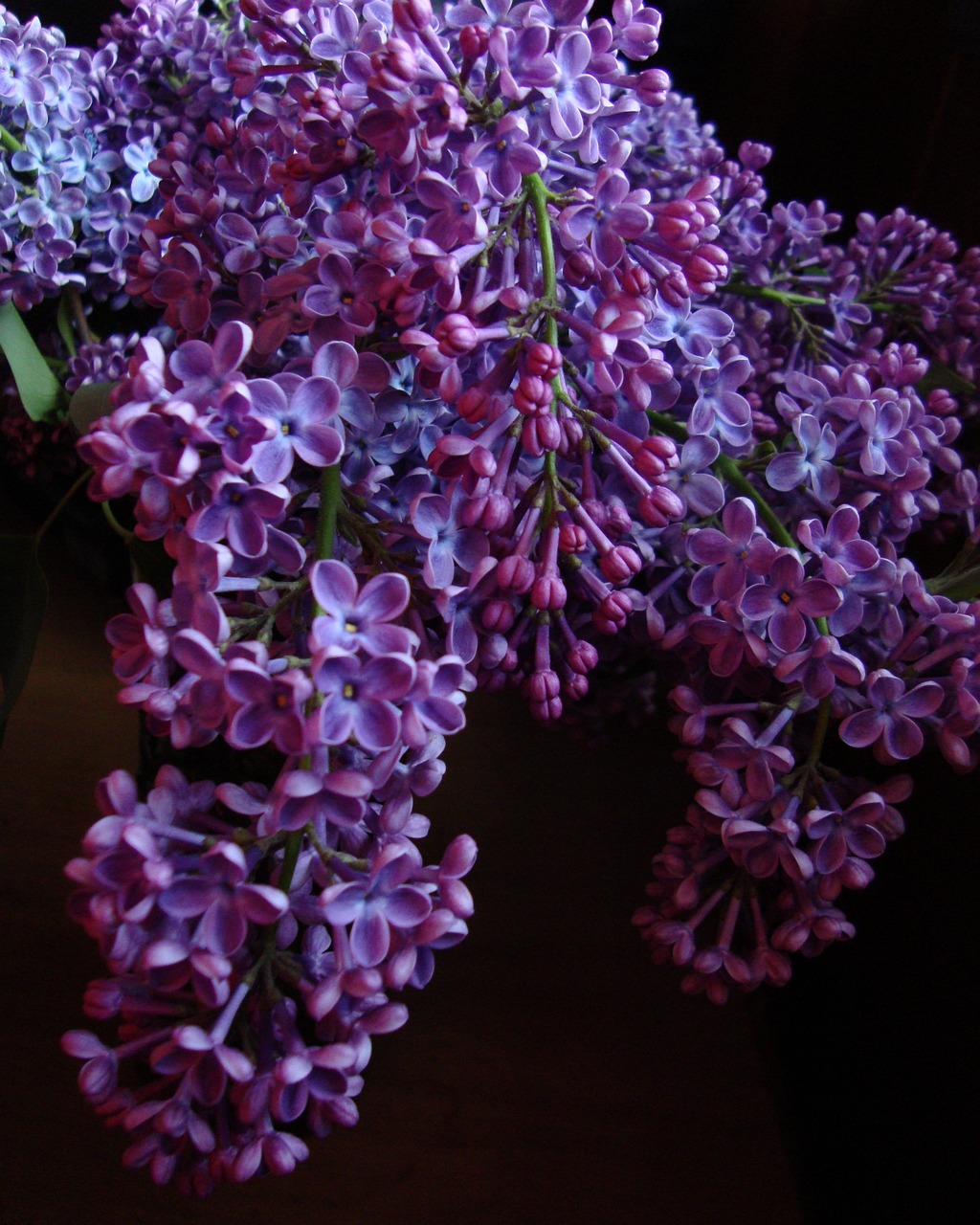 Alyva, Gėlė, Violetinė, Žiedas, Flora, Žydėti, Puokštė, Nemokamos Nuotraukos,  Nemokama Licenzija