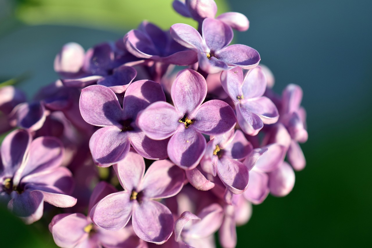 Alyva, Gėlė, Pavasaris, Žydėti, Gamta, Violetinė, Rožinis, Žydi, Kvepalai, Nemokamos Nuotraukos