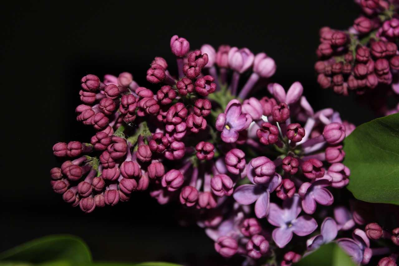 Alyva, Violetinė, Gėlė, Pavasaris, Purpurinės Gėlės, Gamta, Vasaros Alyvinė, Nemokamos Nuotraukos,  Nemokama Licenzija