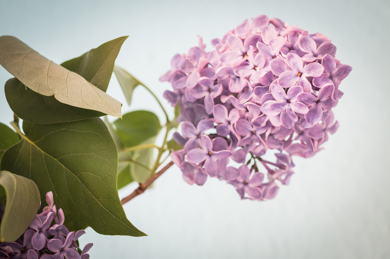 Alyva, Syringa, Krūmas, Violetinė, Violetinė, Žydėti, Alyvmedžių Derlius, Alyvinė Gėlė, Pavasaris, Gamta