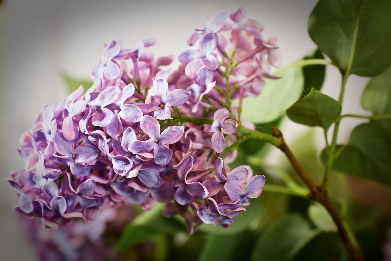 Alyva, Syringa, Krūmas, Violetinė, Violetinė, Žydėti, Alyvmedžių Derlius, Alyvinė Gėlė, Pavasaris, Gamta