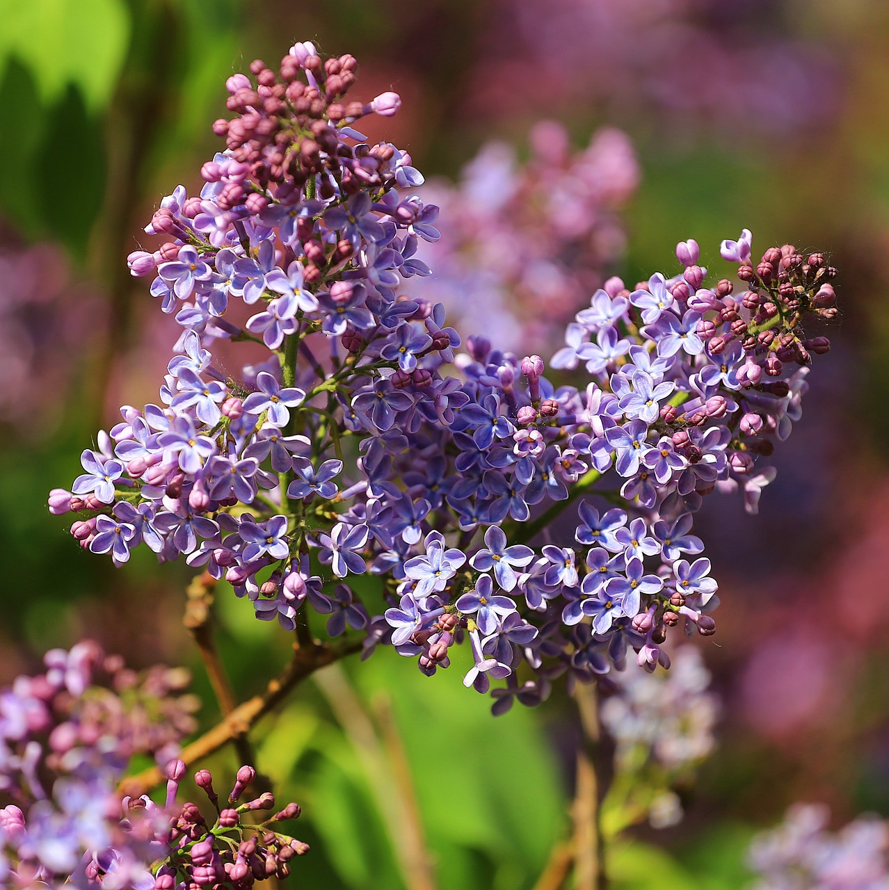 Alyva, Gėlė, Pavasaris, Iš Arti, Violetinė, Nuotrauka, Gėlės, Gamta, Flora, Dėmesio