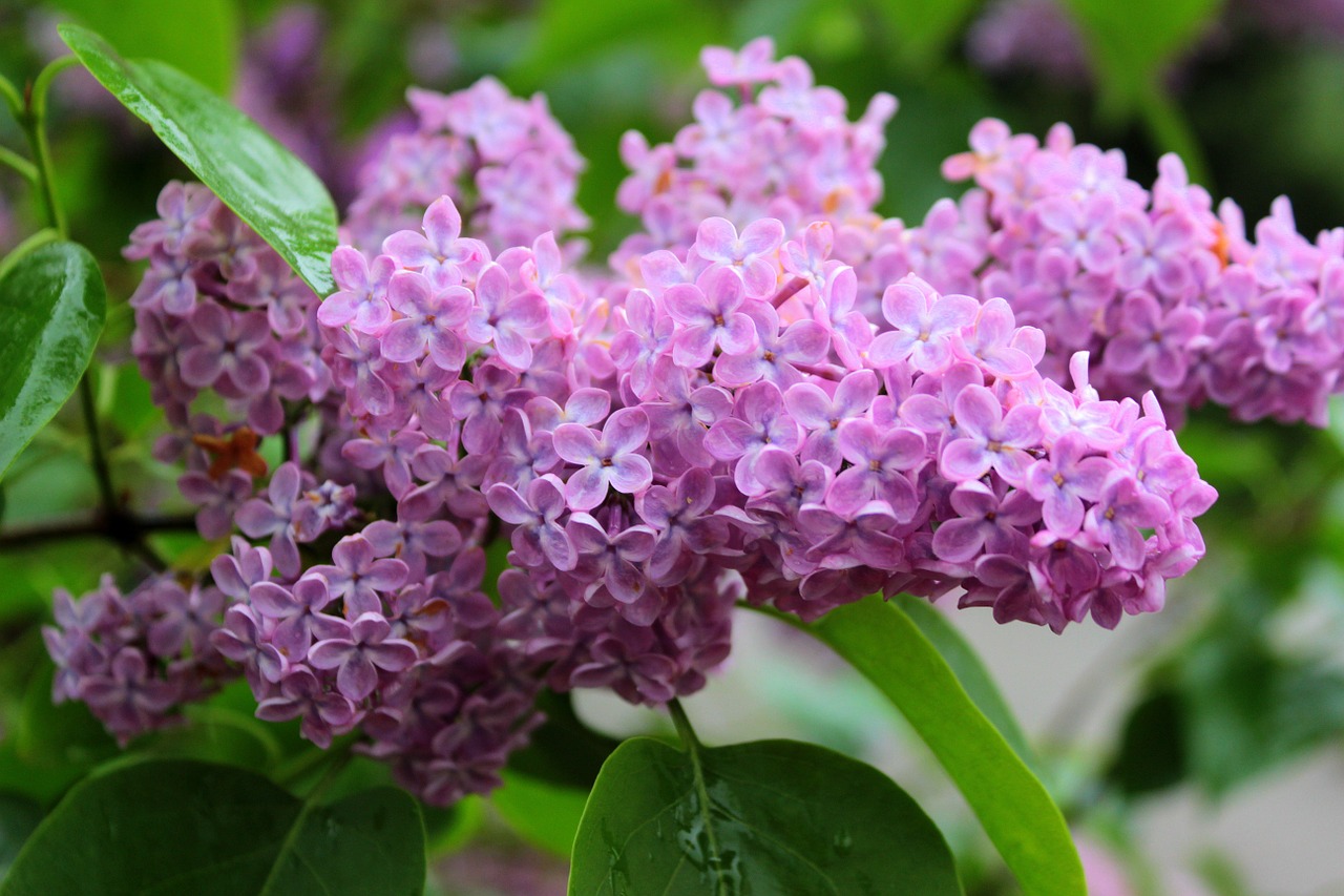 Alyva, Syringa, Alyvmedžių Derlius, Pavasaris, Vasara, Augalas, Žydėti, Violetinė, Violetinė, Alyvmedis