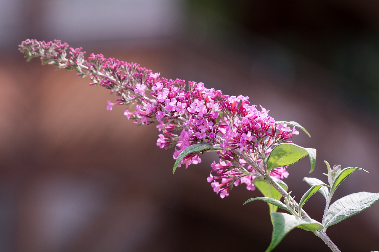 Alyva, Vasaros Alyvinė, Drugelis Krūmas, Buddleja Davidii, Violetinė, Gėlės, Mažos Gėlės, Buddleja, Augalas, Gamta