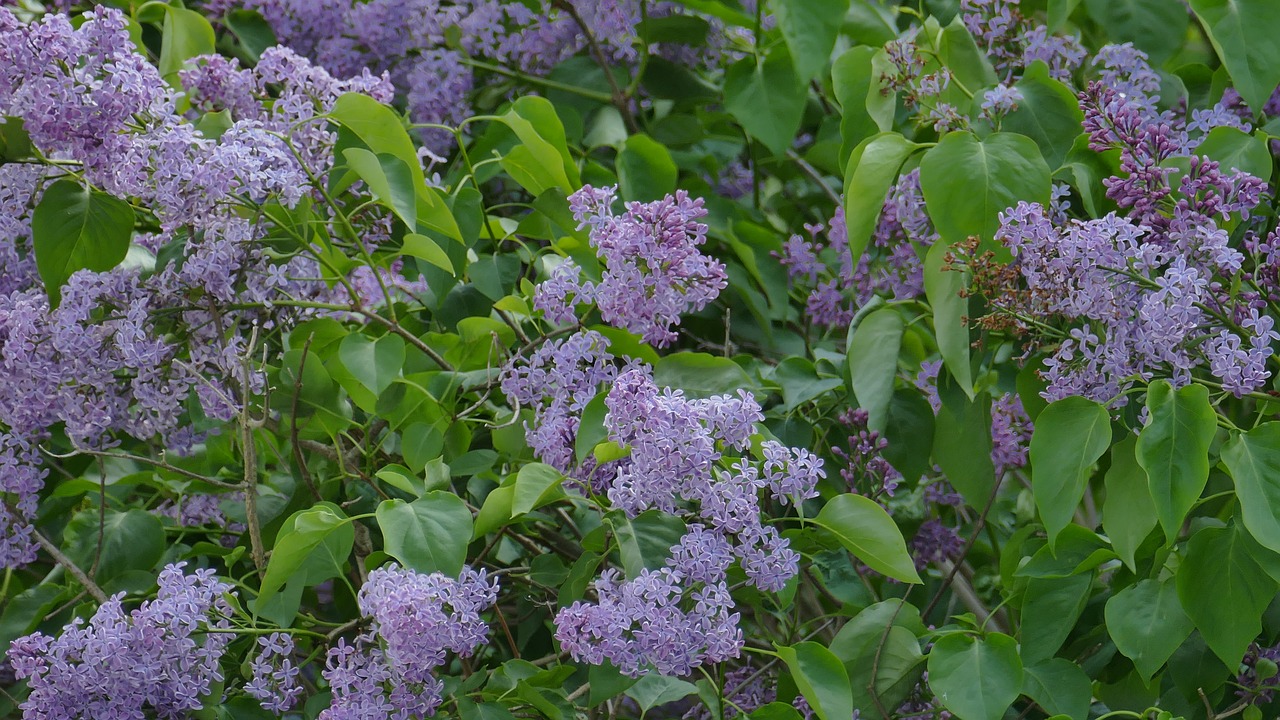 Alyva, Žalias, Krūmas, Gamta, Violetinė, Sodas, Augalas, Uždaryti, Gėlės, Violetinė