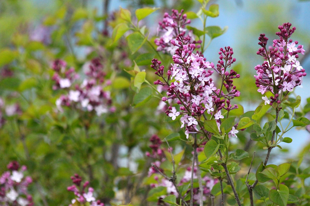 Alyva, Alyvinė Krūmas, Alyvmedžių Gėlės, Žydėti, Pavasaris, Gegužė, Gėlės, Gamta, Augalas, Flora