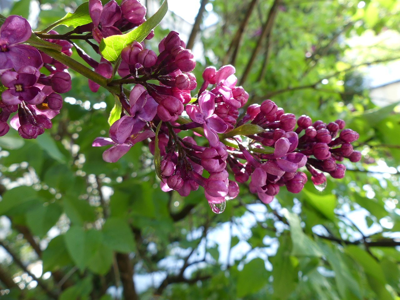 Alyva, Rasa, Žydėti, Žiedas, Žydėti, Violetinė, Pavasaris, Krūmas, Nemokamos Nuotraukos,  Nemokama Licenzija